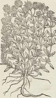 An illustration from Petri Andreae Matthioli Medici Senensis Commentarii, In Libros Sex Pedacii Dioscoridis Anazarbei, De Medica Materia: Adiectis quàm plurimis plantarum & animalium imaginibus, eodem authore (1554)