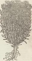 An illustration from Petri Andreae Matthioli Medici Senensis Commentarii, In Libros Sex Pedacii Dioscoridis Anazarbei, De Medica Materia: Adiectis quàm plurimis plantarum & animalium imaginibus, eodem authore (1554)
