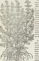 Picture 249 of 392 from Petri Andreae Matthioli Medici Senensis Commentarii, In Libros Sex Pedacii Dioscoridis Anazarbei, De Medica Materia: Adiectis quàm plurimis plantarum & animalium imaginibus, eodem authore (1554), leaf 451