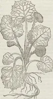 An illustration from Petri Andreae Matthioli Medici Senensis Commentarii, In Libros Sex Pedacii Dioscoridis Anazarbei, De Medica Materia: Adiectis quàm plurimis plantarum & animalium imaginibus, eodem authore (1554)