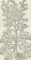 Picture 251 of 392 from Petri Andreae Matthioli Medici Senensis Commentarii, In Libros Sex Pedacii Dioscoridis Anazarbei, De Medica Materia: Adiectis quàm plurimis plantarum & animalium imaginibus, eodem authore (1554), leaf 453