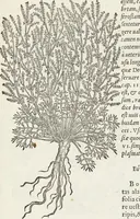 An illustration from Petri Andreae Matthioli Medici Senensis Commentarii, In Libros Sex Pedacii Dioscoridis Anazarbei, De Medica Materia: Adiectis quàm plurimis plantarum & animalium imaginibus, eodem authore (1554)
