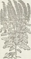 Picture 253 of 392 from Petri Andreae Matthioli Medici Senensis Commentarii, In Libros Sex Pedacii Dioscoridis Anazarbei, De Medica Materia: Adiectis quàm plurimis plantarum & animalium imaginibus, eodem authore (1554), leaf 455