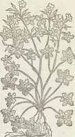 An illustration from Petri Andreae Matthioli Medici Senensis Commentarii, In Libros Sex Pedacii Dioscoridis Anazarbei, De Medica Materia: Adiectis quàm plurimis plantarum & animalium imaginibus, eodem authore (1554)