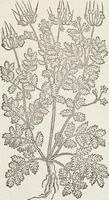 An illustration from Petri Andreae Matthioli Medici Senensis Commentarii, In Libros Sex Pedacii Dioscoridis Anazarbei, De Medica Materia: Adiectis quàm plurimis plantarum & animalium imaginibus, eodem authore (1554)