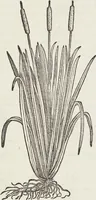 An illustration from Petri Andreae Matthioli Medici Senensis Commentarii, In Libros Sex Pedacii Dioscoridis Anazarbei, De Medica Materia: Adiectis quàm plurimis plantarum & animalium imaginibus, eodem authore (1554)