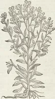 An illustration from Petri Andreae Matthioli Medici Senensis Commentarii, In Libros Sex Pedacii Dioscoridis Anazarbei, De Medica Materia: Adiectis quàm plurimis plantarum & animalium imaginibus, eodem authore (1554)