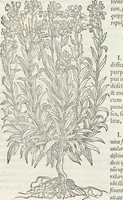 An illustration from Petri Andreae Matthioli Medici Senensis Commentarii, In Libros Sex Pedacii Dioscoridis Anazarbei, De Medica Materia: Adiectis quàm plurimis plantarum & animalium imaginibus, eodem authore (1554)