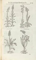 An illustration from Petri Andreae Matthioli Medici Senensis Commentarii, In Libros Sex Pedacii Dioscoridis Anazarbei, De Medica Materia: Adiectis quàm plurimis plantarum & animalium imaginibus, eodem authore (1554)