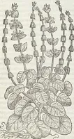 Picture 260 of 392 from Petri Andreae Matthioli Medici Senensis Commentarii, In Libros Sex Pedacii Dioscoridis Anazarbei, De Medica Materia: Adiectis quàm plurimis plantarum & animalium imaginibus, eodem authore (1554), leaf 465