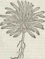 Picture 261 of 392 from Petri Andreae Matthioli Medici Senensis Commentarii, In Libros Sex Pedacii Dioscoridis Anazarbei, De Medica Materia: Adiectis quàm plurimis plantarum & animalium imaginibus, eodem authore (1554), leaf 466