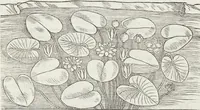 Picture 262 of 392 from Petri Andreae Matthioli Medici Senensis Commentarii, In Libros Sex Pedacii Dioscoridis Anazarbei, De Medica Materia: Adiectis quàm plurimis plantarum & animalium imaginibus, eodem authore (1554), leaf 467