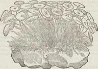 An illustration from Petri Andreae Matthioli Medici Senensis Commentarii, In Libros Sex Pedacii Dioscoridis Anazarbei, De Medica Materia: Adiectis quàm plurimis plantarum & animalium imaginibus, eodem authore (1554)