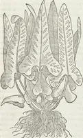 An illustration from Petri Andreae Matthioli Medici Senensis Commentarii, In Libros Sex Pedacii Dioscoridis Anazarbei, De Medica Materia: Adiectis quàm plurimis plantarum & animalium imaginibus, eodem authore (1554)