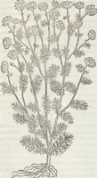 An illustration from Petri Andreae Matthioli Medici Senensis Commentarii, In Libros Sex Pedacii Dioscoridis Anazarbei, De Medica Materia: Adiectis quàm plurimis plantarum & animalium imaginibus, eodem authore (1554)