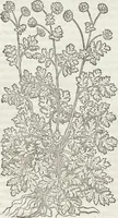 An illustration from Petri Andreae Matthioli Medici Senensis Commentarii, In Libros Sex Pedacii Dioscoridis Anazarbei, De Medica Materia: Adiectis quàm plurimis plantarum & animalium imaginibus, eodem authore (1554)