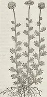 An illustration from Petri Andreae Matthioli Medici Senensis Commentarii, In Libros Sex Pedacii Dioscoridis Anazarbei, De Medica Materia: Adiectis quàm plurimis plantarum & animalium imaginibus, eodem authore (1554)