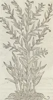 An illustration from Petri Andreae Matthioli Medici Senensis Commentarii, In Libros Sex Pedacii Dioscoridis Anazarbei, De Medica Materia: Adiectis quàm plurimis plantarum & animalium imaginibus, eodem authore (1554)