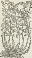 An illustration from Petri Andreae Matthioli Medici Senensis Commentarii, In Libros Sex Pedacii Dioscoridis Anazarbei, De Medica Materia: Adiectis quàm plurimis plantarum & animalium imaginibus, eodem authore (1554)