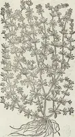 An illustration from Petri Andreae Matthioli Medici Senensis Commentarii, In Libros Sex Pedacii Dioscoridis Anazarbei, De Medica Materia: Adiectis quàm plurimis plantarum & animalium imaginibus, eodem authore (1554)