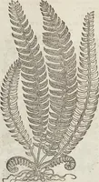 An illustration from Petri Andreae Matthioli Medici Senensis Commentarii, In Libros Sex Pedacii Dioscoridis Anazarbei, De Medica Materia: Adiectis quàm plurimis plantarum & animalium imaginibus, eodem authore (1554)