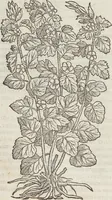 An illustration from Petri Andreae Matthioli Medici Senensis Commentarii, In Libros Sex Pedacii Dioscoridis Anazarbei, De Medica Materia: Adiectis quàm plurimis plantarum & animalium imaginibus, eodem authore (1554)