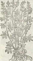 An illustration from Petri Andreae Matthioli Medici Senensis Commentarii, In Libros Sex Pedacii Dioscoridis Anazarbei, De Medica Materia: Adiectis quàm plurimis plantarum & animalium imaginibus, eodem authore (1554)