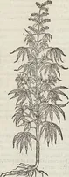 An illustration from Petri Andreae Matthioli Medici Senensis Commentarii, In Libros Sex Pedacii Dioscoridis Anazarbei, De Medica Materia: Adiectis quàm plurimis plantarum & animalium imaginibus, eodem authore (1554)
