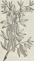 Picture 275 of 392 from Petri Andreae Matthioli Medici Senensis Commentarii, In Libros Sex Pedacii Dioscoridis Anazarbei, De Medica Materia: Adiectis quàm plurimis plantarum & animalium imaginibus, eodem authore (1554), leaf 478