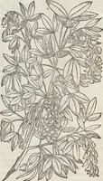 Picture 276 of 392 from Petri Andreae Matthioli Medici Senensis Commentarii, In Libros Sex Pedacii Dioscoridis Anazarbei, De Medica Materia: Adiectis quàm plurimis plantarum & animalium imaginibus, eodem authore (1554), leaf 478