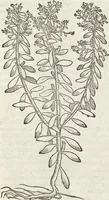 An illustration from Petri Andreae Matthioli Medici Senensis Commentarii, In Libros Sex Pedacii Dioscoridis Anazarbei, De Medica Materia: Adiectis quàm plurimis plantarum & animalium imaginibus, eodem authore (1554)