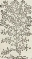 An illustration from Petri Andreae Matthioli Medici Senensis Commentarii, In Libros Sex Pedacii Dioscoridis Anazarbei, De Medica Materia: Adiectis quàm plurimis plantarum & animalium imaginibus, eodem authore (1554)
