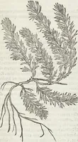 An illustration from Petri Andreae Matthioli Medici Senensis Commentarii, In Libros Sex Pedacii Dioscoridis Anazarbei, De Medica Materia: Adiectis quàm plurimis plantarum & animalium imaginibus, eodem authore (1554)