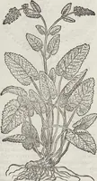 An illustration from Petri Andreae Matthioli Medici Senensis Commentarii, In Libros Sex Pedacii Dioscoridis Anazarbei, De Medica Materia: Adiectis quàm plurimis plantarum & animalium imaginibus, eodem authore (1554)