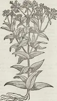 An illustration from Petri Andreae Matthioli Medici Senensis Commentarii, In Libros Sex Pedacii Dioscoridis Anazarbei, De Medica Materia: Adiectis quàm plurimis plantarum & animalium imaginibus, eodem authore (1554)