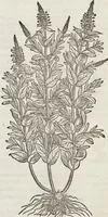 An illustration from Petri Andreae Matthioli Medici Senensis Commentarii, In Libros Sex Pedacii Dioscoridis Anazarbei, De Medica Materia: Adiectis quàm plurimis plantarum & animalium imaginibus, eodem authore (1554)