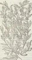 An illustration from Petri Andreae Matthioli Medici Senensis Commentarii, In Libros Sex Pedacii Dioscoridis Anazarbei, De Medica Materia: Adiectis quàm plurimis plantarum & animalium imaginibus, eodem authore (1554)