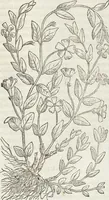 An illustration from Petri Andreae Matthioli Medici Senensis Commentarii, In Libros Sex Pedacii Dioscoridis Anazarbei, De Medica Materia: Adiectis quàm plurimis plantarum & animalium imaginibus, eodem authore (1554)