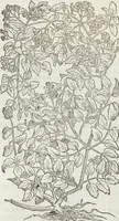 An illustration from Petri Andreae Matthioli Medici Senensis Commentarii, In Libros Sex Pedacii Dioscoridis Anazarbei, De Medica Materia: Adiectis quàm plurimis plantarum & animalium imaginibus, eodem authore (1554)