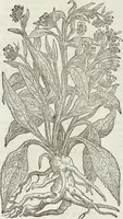 An illustration from Petri Andreae Matthioli Medici Senensis Commentarii, In Libros Sex Pedacii Dioscoridis Anazarbei, De Medica Materia: Adiectis quàm plurimis plantarum & animalium imaginibus, eodem authore (1554)