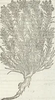 An illustration from Petri Andreae Matthioli Medici Senensis Commentarii, In Libros Sex Pedacii Dioscoridis Anazarbei, De Medica Materia: Adiectis quàm plurimis plantarum & animalium imaginibus, eodem authore (1554)