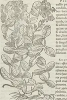 An illustration from Petri Andreae Matthioli Medici Senensis Commentarii, In Libros Sex Pedacii Dioscoridis Anazarbei, De Medica Materia: Adiectis quàm plurimis plantarum & animalium imaginibus, eodem authore (1554)