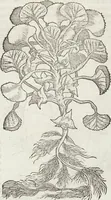 Picture 289 of 392 from Petri Andreae Matthioli Medici Senensis Commentarii, In Libros Sex Pedacii Dioscoridis Anazarbei, De Medica Materia: Adiectis quàm plurimis plantarum & animalium imaginibus, eodem authore (1554), leaf 495