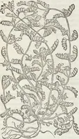 Picture 290 of 392 from Petri Andreae Matthioli Medici Senensis Commentarii, In Libros Sex Pedacii Dioscoridis Anazarbei, De Medica Materia: Adiectis quàm plurimis plantarum & animalium imaginibus, eodem authore (1554), leaf 495