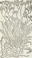 Picture 291 of 392 from Petri Andreae Matthioli Medici Senensis Commentarii, In Libros Sex Pedacii Dioscoridis Anazarbei, De Medica Materia: Adiectis quàm plurimis plantarum & animalium imaginibus, eodem authore (1554), leaf 497