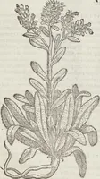 Picture 292 of 392 from Petri Andreae Matthioli Medici Senensis Commentarii, In Libros Sex Pedacii Dioscoridis Anazarbei, De Medica Materia: Adiectis quàm plurimis plantarum & animalium imaginibus, eodem authore (1554), leaf 500