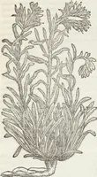 Picture 293 of 392 from Petri Andreae Matthioli Medici Senensis Commentarii, In Libros Sex Pedacii Dioscoridis Anazarbei, De Medica Materia: Adiectis quàm plurimis plantarum & animalium imaginibus, eodem authore (1554), leaf 501