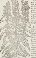 An illustration from Petri Andreae Matthioli Medici Senensis Commentarii, In Libros Sex Pedacii Dioscoridis Anazarbei, De Medica Materia: Adiectis quàm plurimis plantarum & animalium imaginibus, eodem authore (1554)