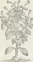 An illustration from Petri Andreae Matthioli Medici Senensis Commentarii, In Libros Sex Pedacii Dioscoridis Anazarbei, De Medica Materia: Adiectis quàm plurimis plantarum & animalium imaginibus, eodem authore (1554)