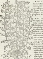 An illustration from Petri Andreae Matthioli Medici Senensis Commentarii, In Libros Sex Pedacii Dioscoridis Anazarbei, De Medica Materia: Adiectis quàm plurimis plantarum & animalium imaginibus, eodem authore (1554)